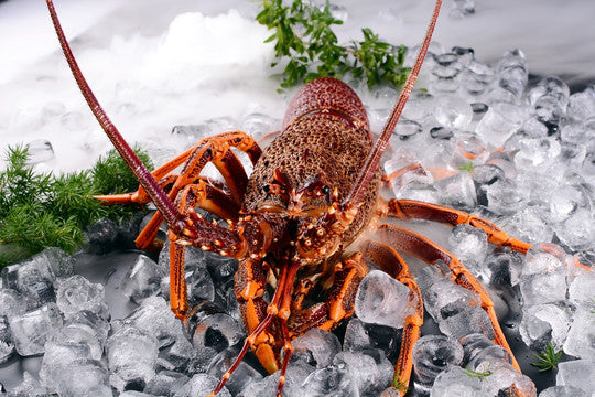 SOUTHERN AUST ROCK LOBSTER 南澳龙