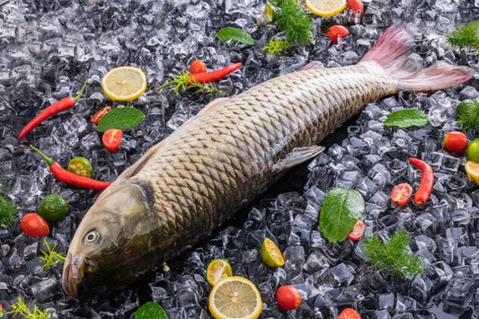 GRASS CARP 草鱼