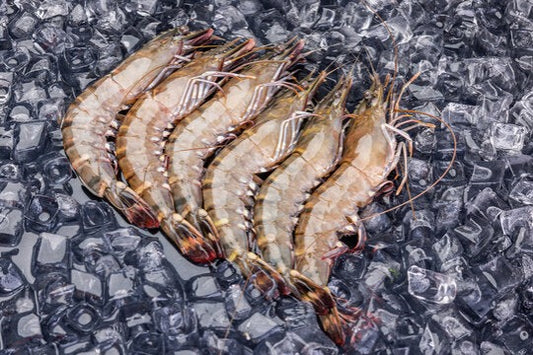 TIGER PRAWN 老虎虾