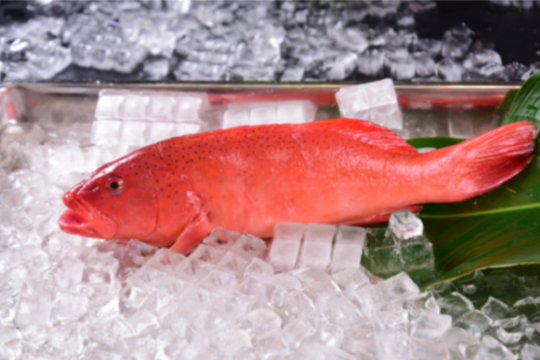 RED GROUPER 红斑鱼