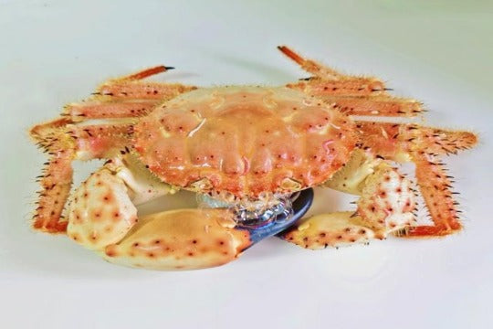 CHAMPAGNE CRAB 香槟蟹