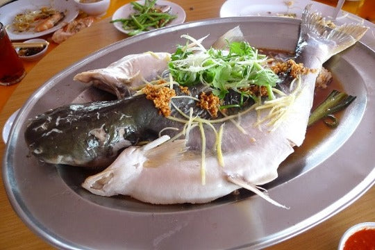 PATIN FISH 巴丁鱼