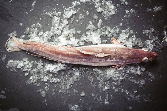 LING COD FISH 粉鳕鱼 – Wild By Fisherman