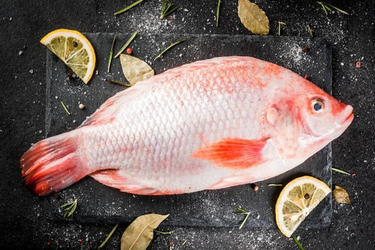 RED TILAPIA 尼罗红